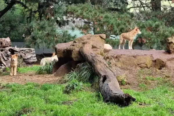  Phillip Island Wildlife Park
