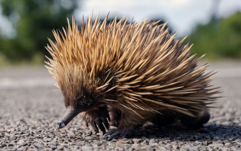 Echidnas