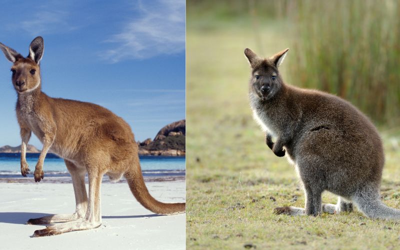 Kangaroos and Wallabies