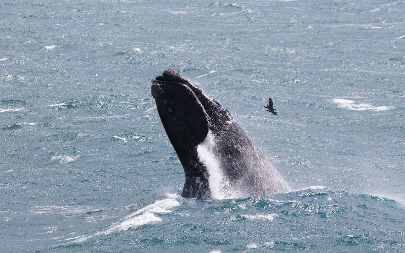 Southern Right Whales