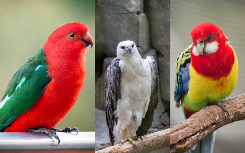 Eastern Rosella, White-bellied Sea Eagle, and the venerable Australian King Parrot